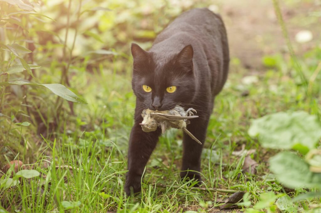 cat bird prey