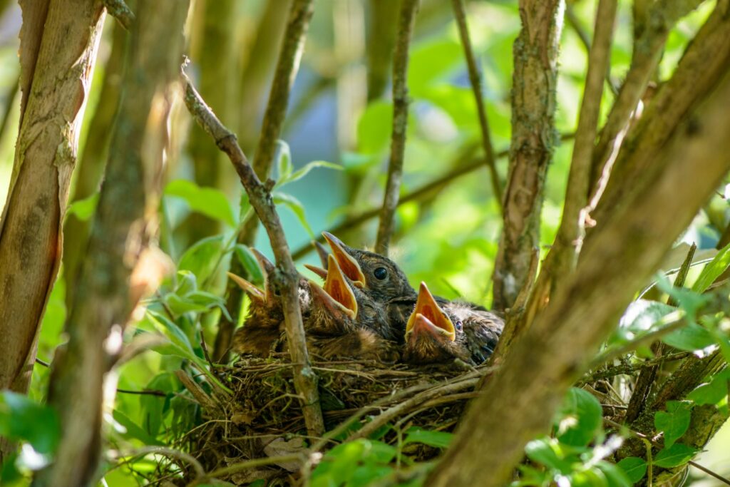 hungry chicks