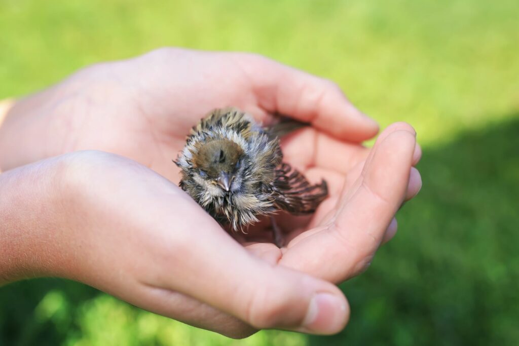 sparrow chick