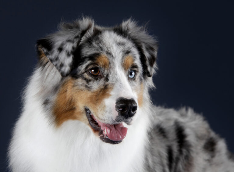 Australian Shepherd close-up Australian Shepherd close-up