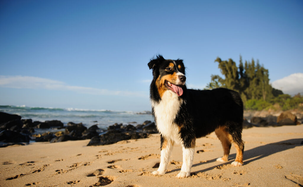 Australian Shepherd on the beach Australian Shepherd on the beach