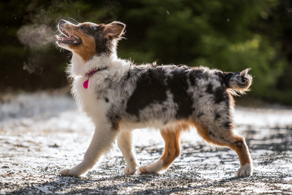 are australian shepherds good duck hunting dogs