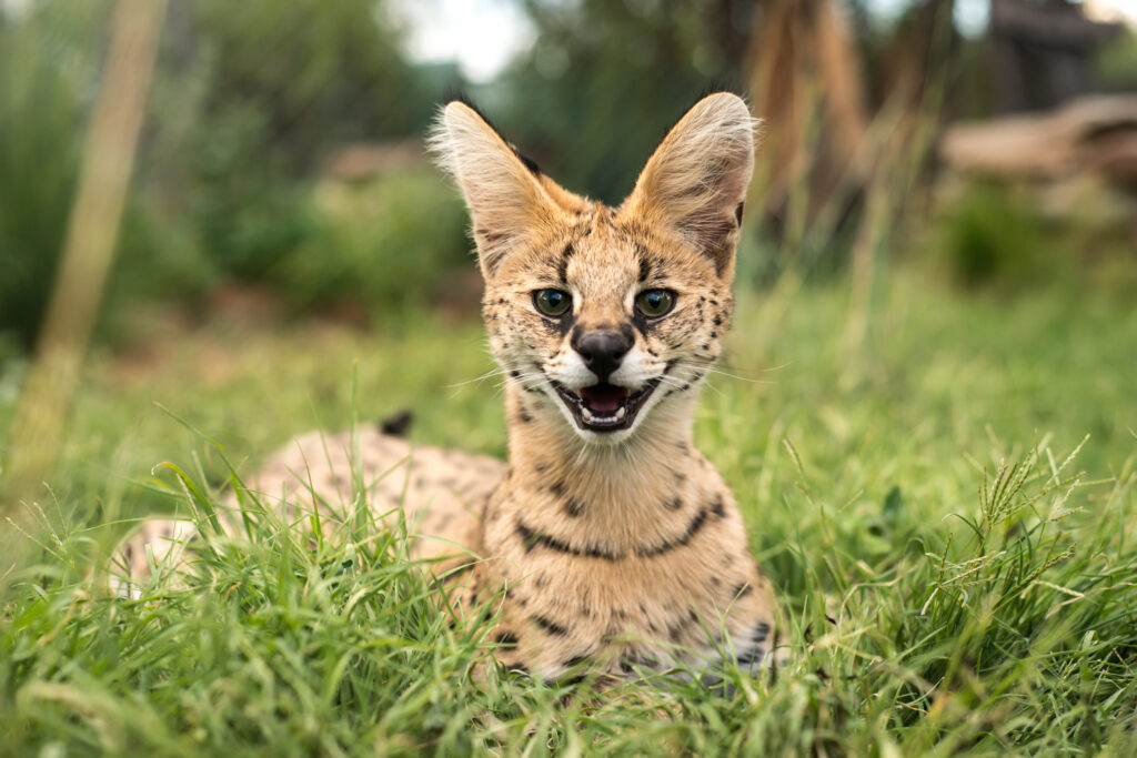 Baby serval
