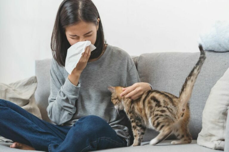 Cat hair allergy in humans