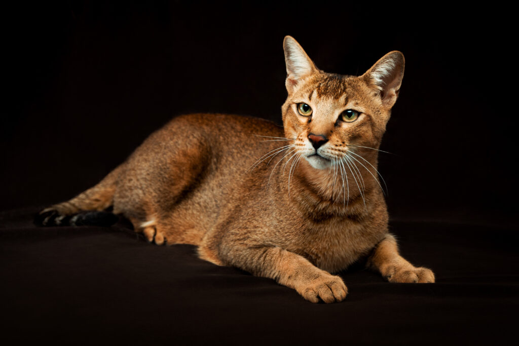 Chausie Cat Chausie Cat