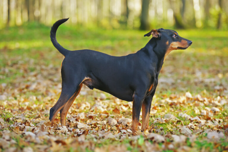 German Pinscher