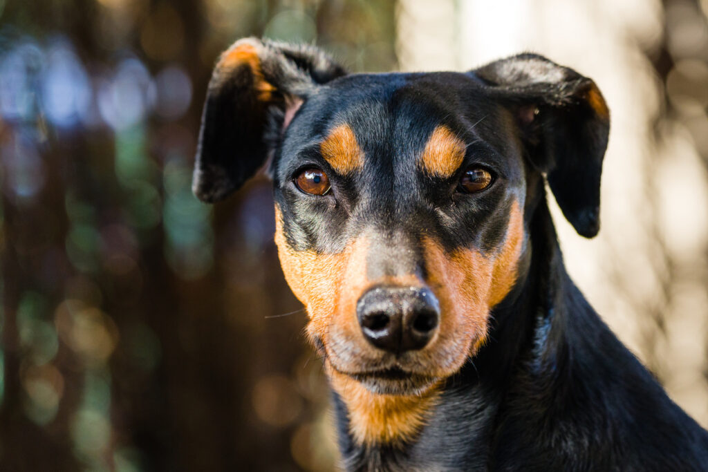 German Pinscher portrait German Pinscher portrait
