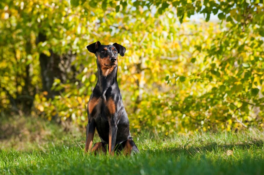 German Pinscher sitting in the sunshine German Pinscher sitting in the sunshine