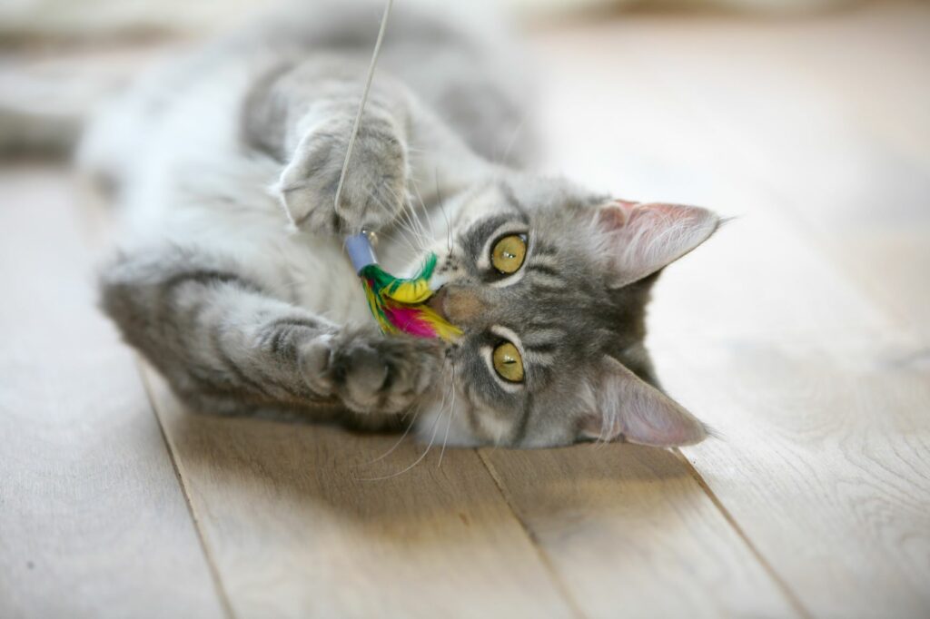 Indoor Cat Playing Indoor Cat Playing
