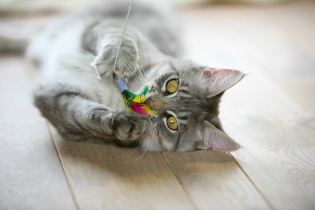 Indoor Cat Playing