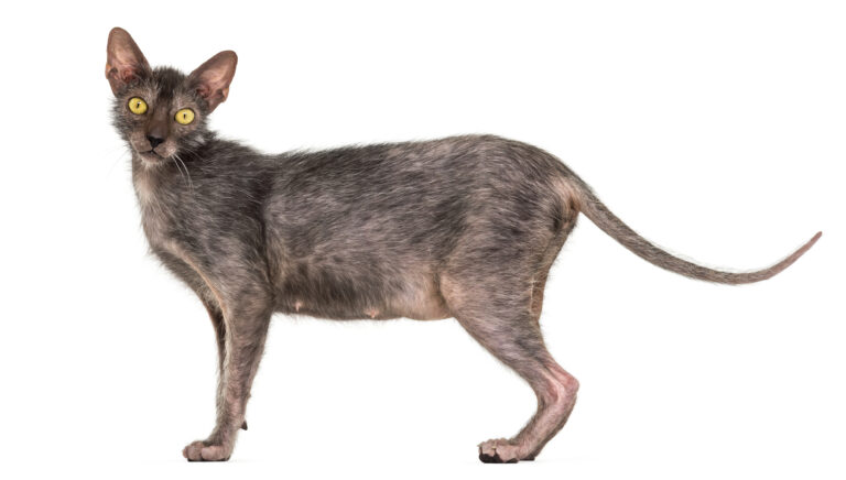 Lykoi cat breed