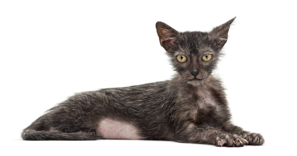 Lykoi werewolf cat