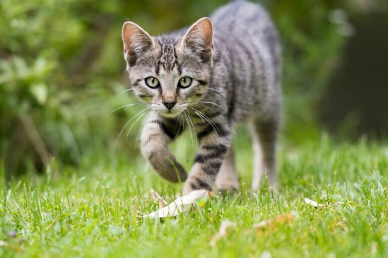 Outdoor kitten explores the garden