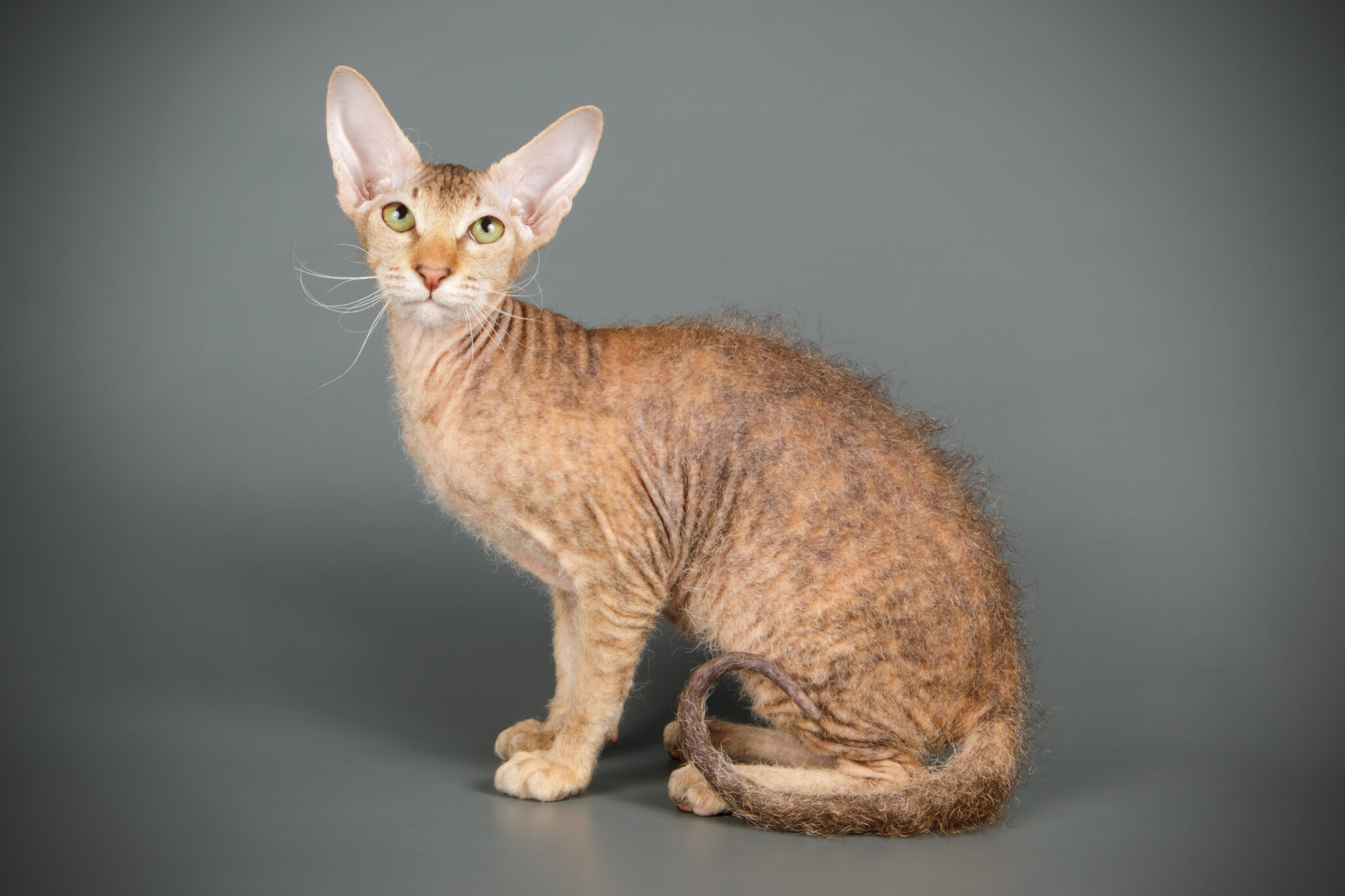 Peterbald Breed Info & Advice zooplus Magazine