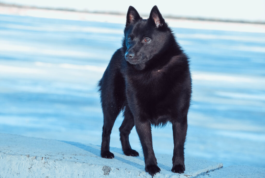 Schipperke in winter