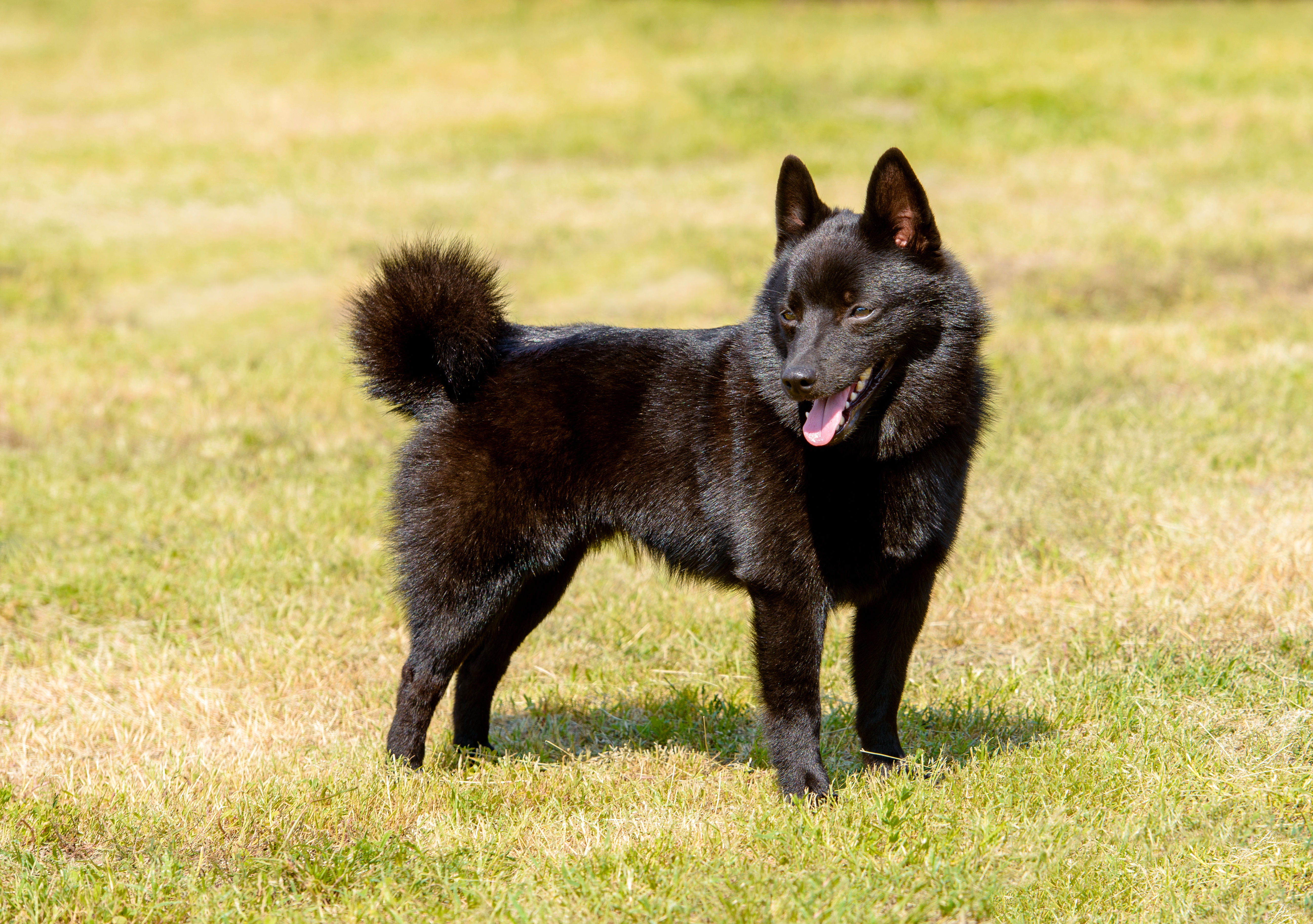 is a schipperke the right dog for you