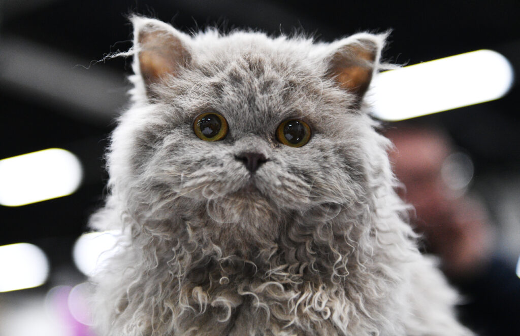 Selkirk Rex cat close-up