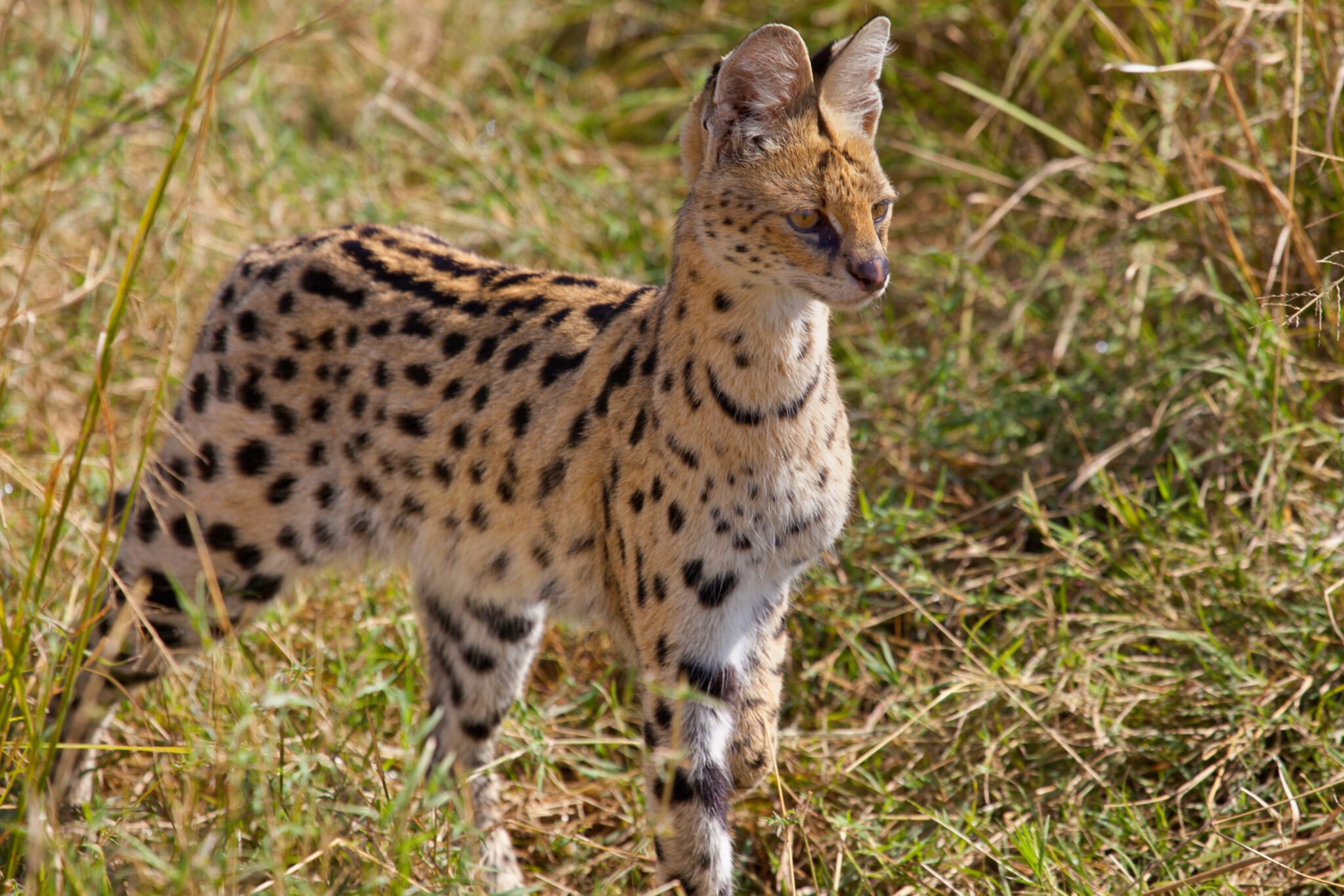 Serval Cat Species Information zooplus Magazine