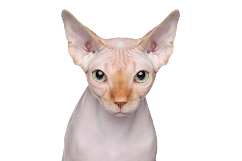 Sphynx Cat Sphynx Cat