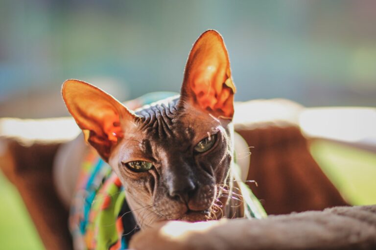 Sphynx Cat Breed Sphynx Cat Breed
