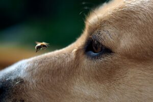 Bee Sting in Dogs: What Should You Do?