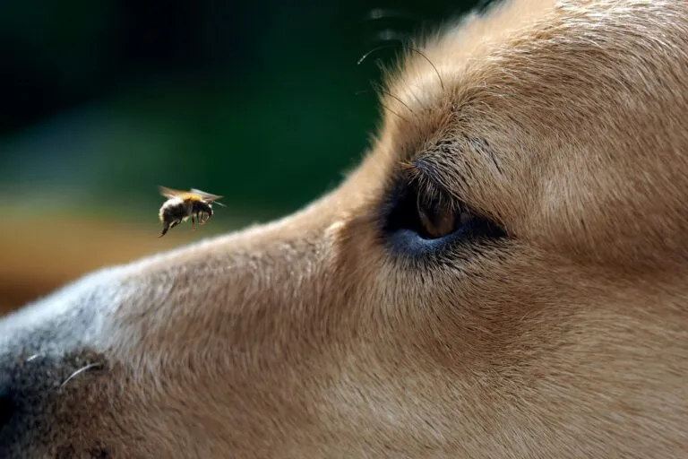 Bee sting in dogs