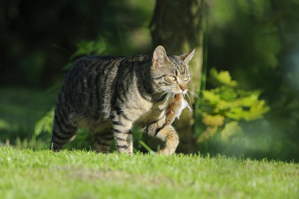 Outdoor cat with its prey