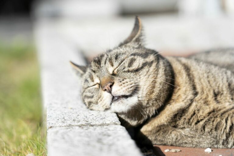 sunburn in cats