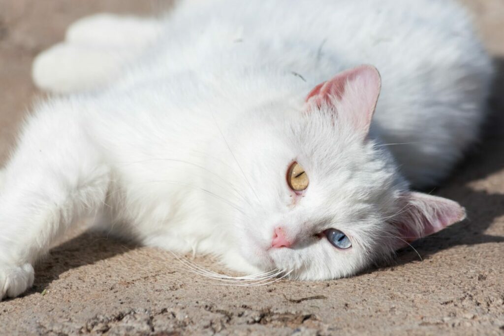 white van cat lounging in the sun white van cat lounging in the sun