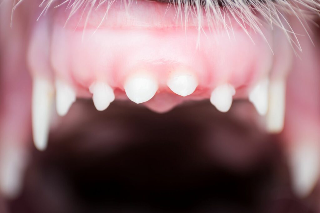 A dog’s baby teeth A dog's baby teeth