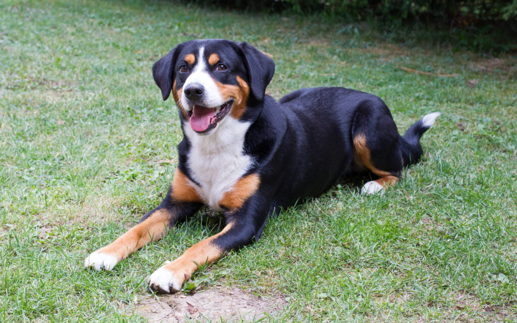 Appenzeller Mountain Dog