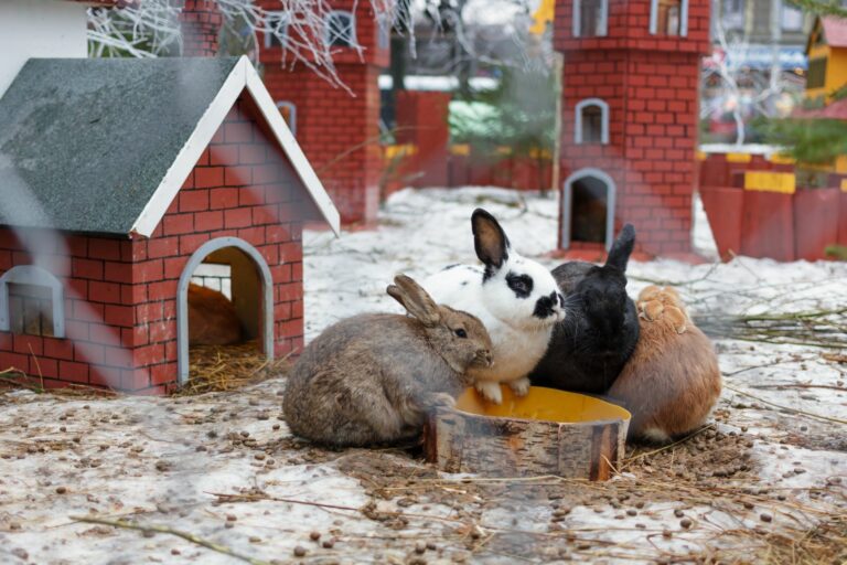 Different coloured rabbits