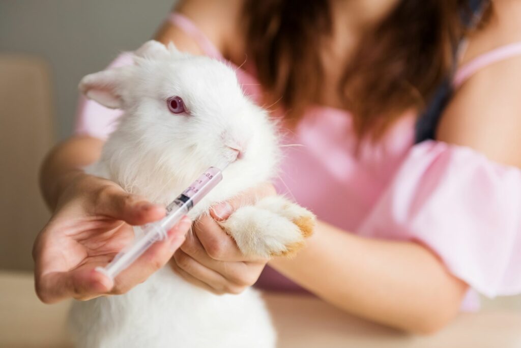 Rabbit receiving treatment for diarrhoea Rabbit receiving treatment for diarrhoea