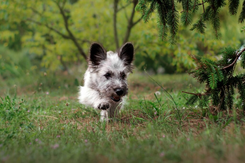 Skye Terrier Dog Breed Skye Terrier Dog Breed