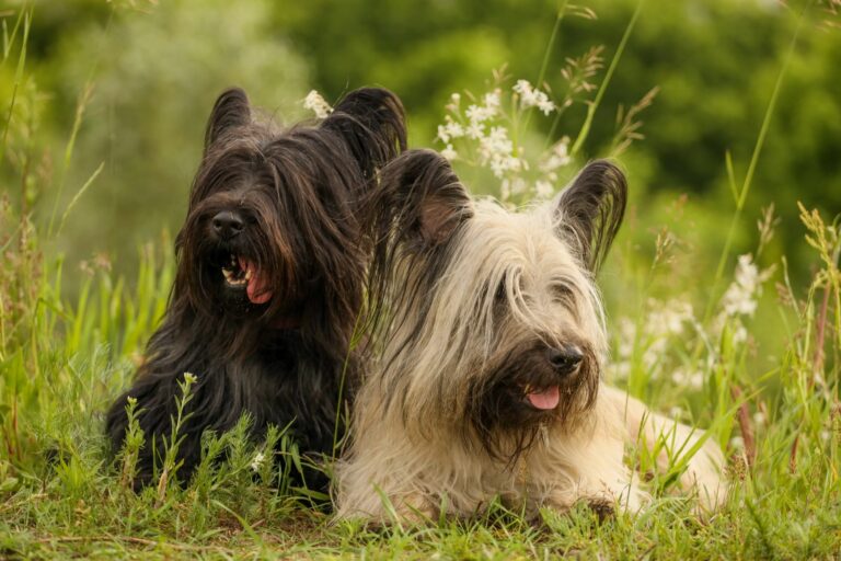 Skye Terrier Dogs