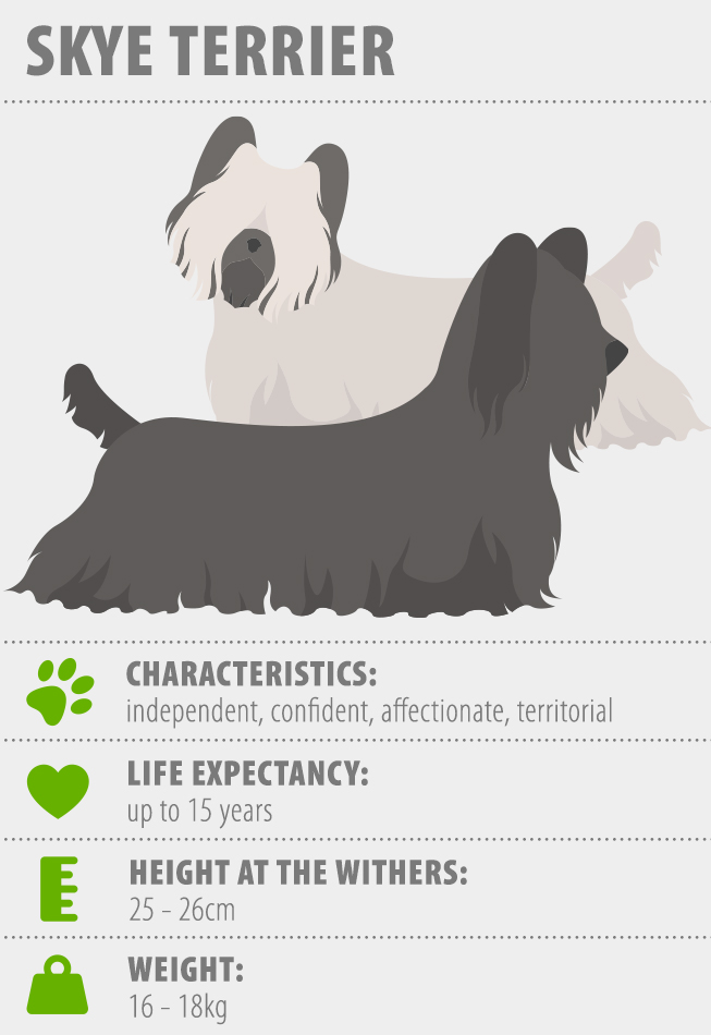 Skye terrier shop breed standard