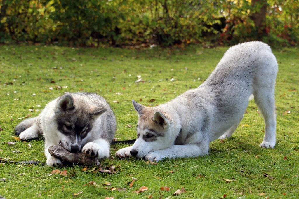 Teething puppies Teething puppies