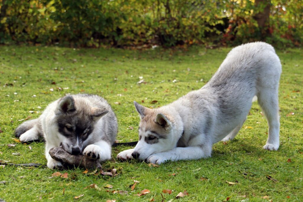 Teething puppies