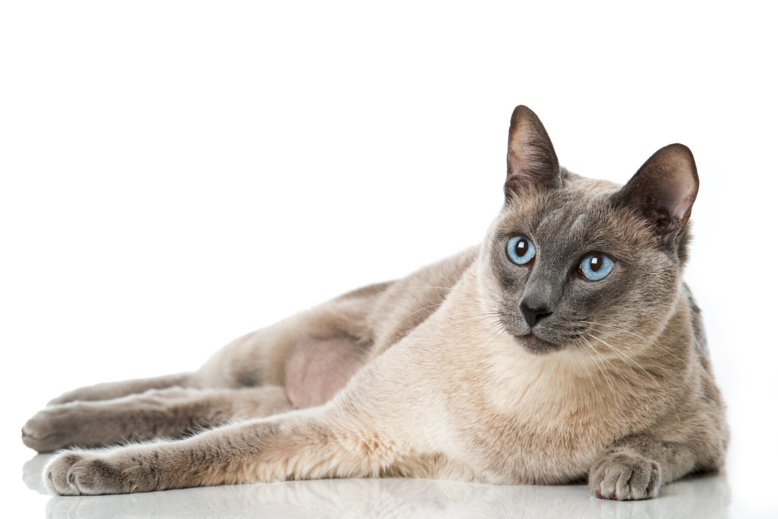 Tonkinese Breed Info & Advice zooplus Magazine