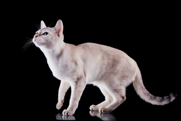 White Tonkinese Cat