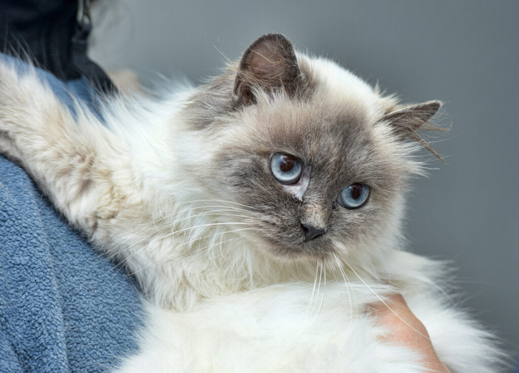 Blue Point Himalayan Cat