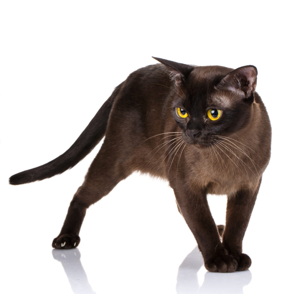 Burmese cat