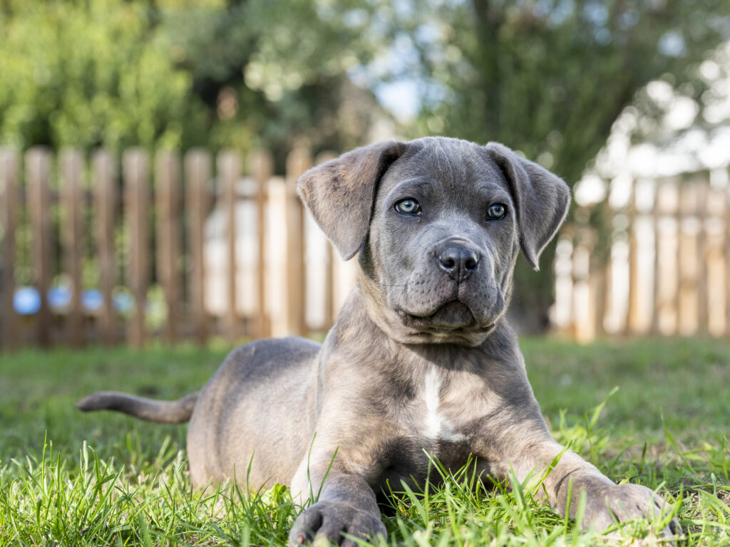 are cane corsos aggressive or dangerous dogs