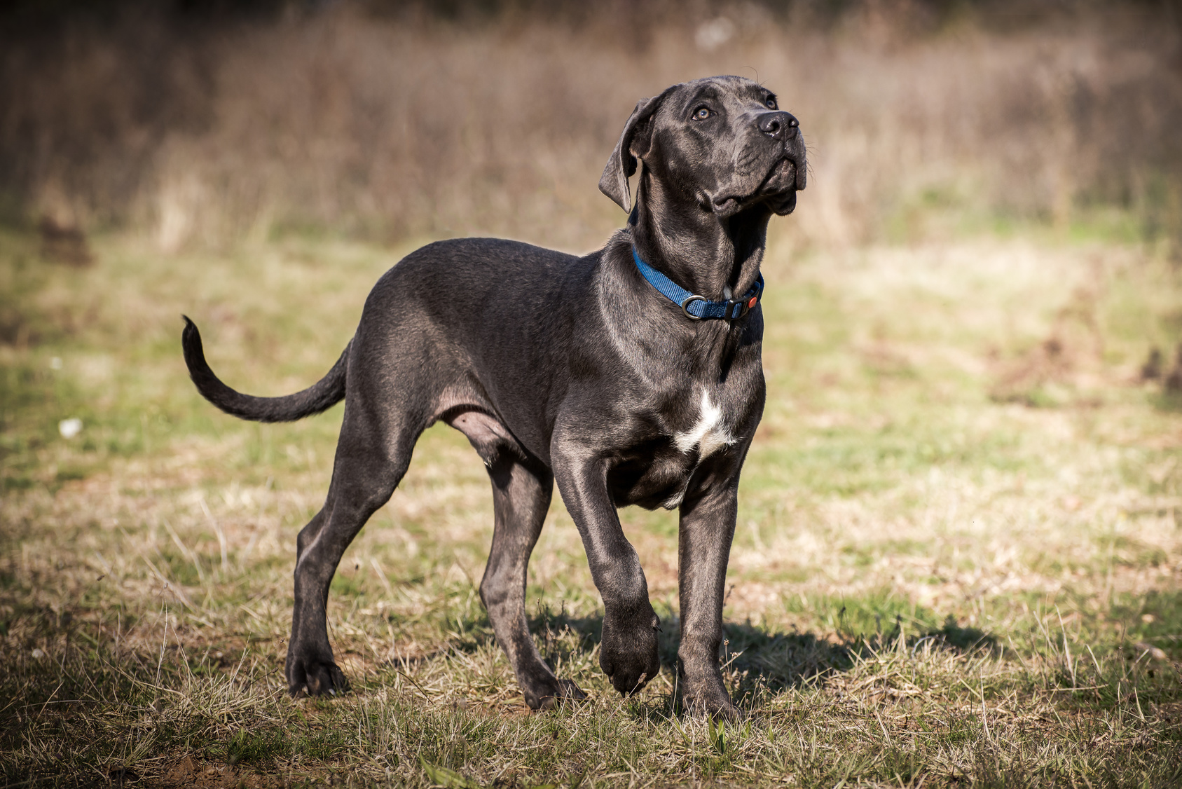 Cane Corso, Breed Info & Advice