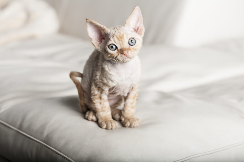 Devon Rex cat breed