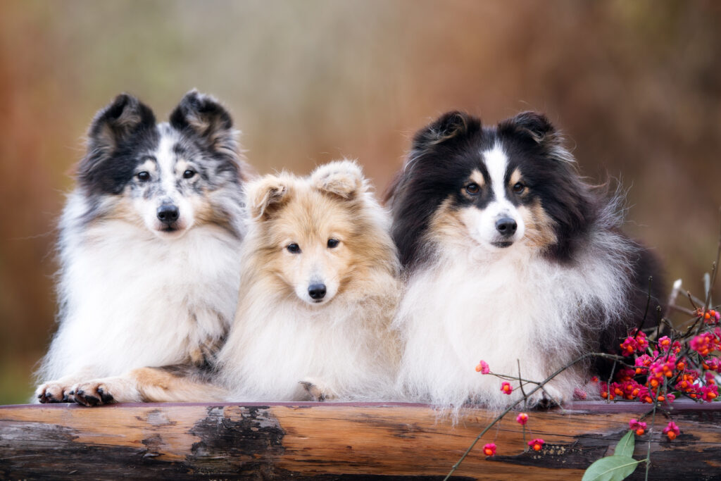 Different coloured Shetland Sheepdogs