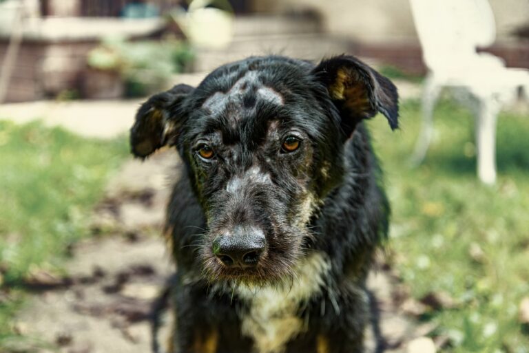 Dog with a demodex mite infestation