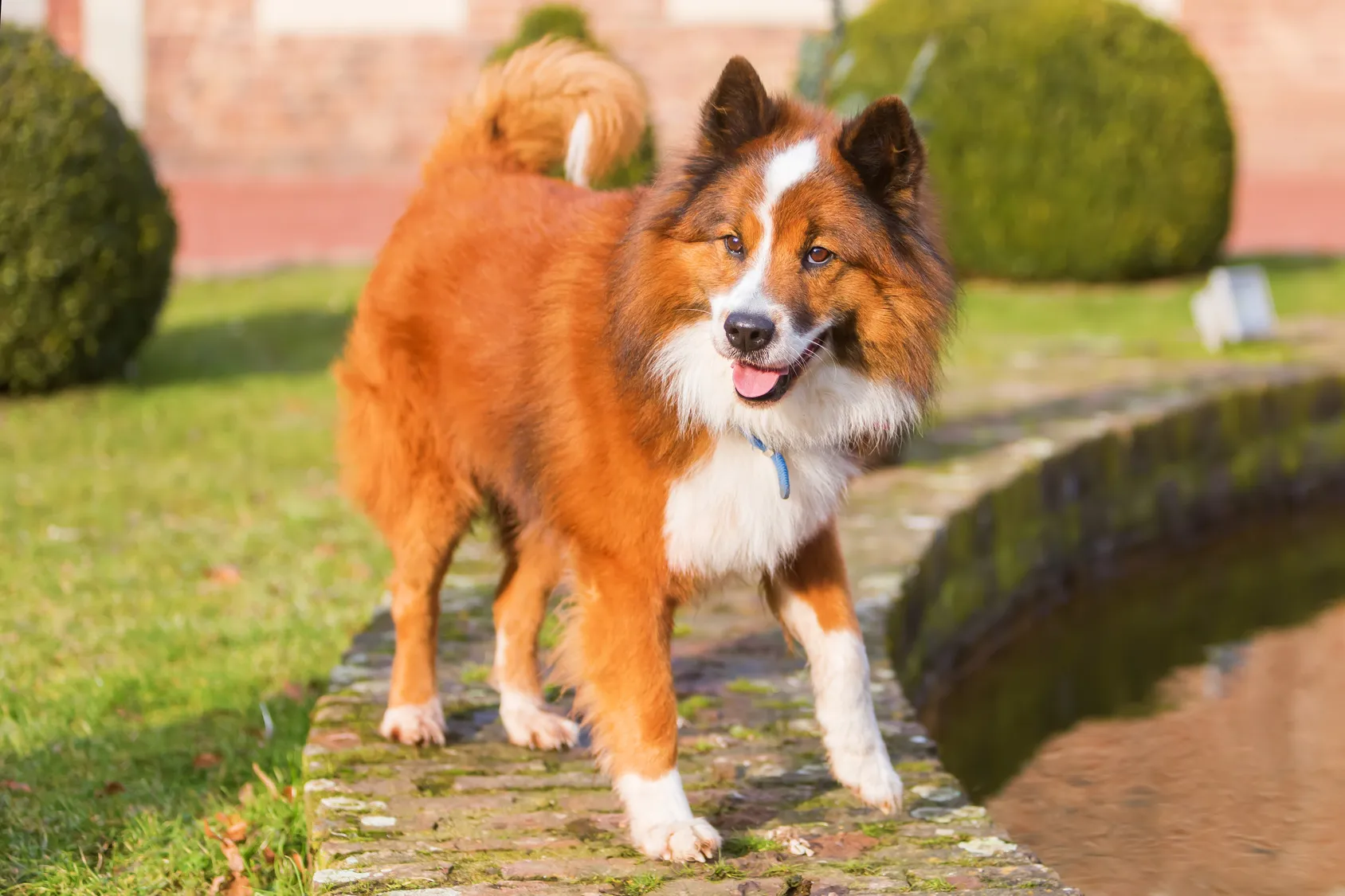 Elo Dog Breed | Dog Breeds | zooplus Magazine