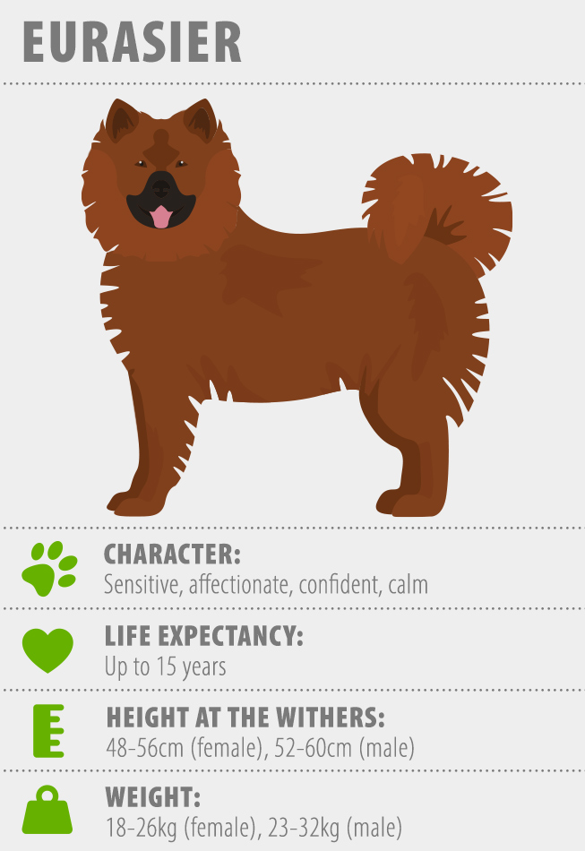 | Dog Breeds zooplus Magazine