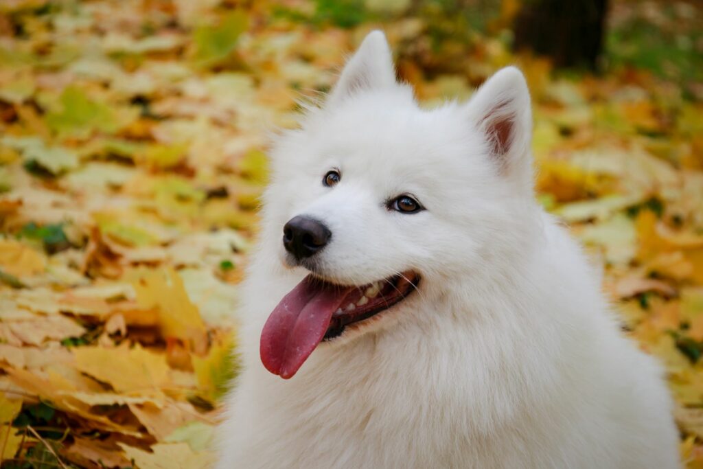 White Spitz dog